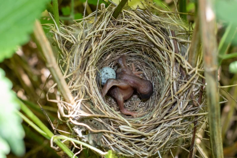 Hnízdo s vejcem a dvěma mláďaty v přírodě