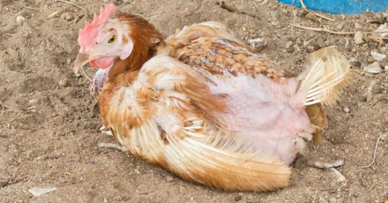 Slepice bez peří leží na zemi - příznak nemoci nebo stresu u slepic v domácím chovu.