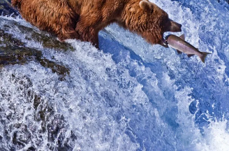Medvěd grizzly chytá lososa v divoké řece.