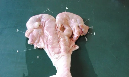 Anatomický vzorek hemipenu s označenými částmi na tmavém pozadí.