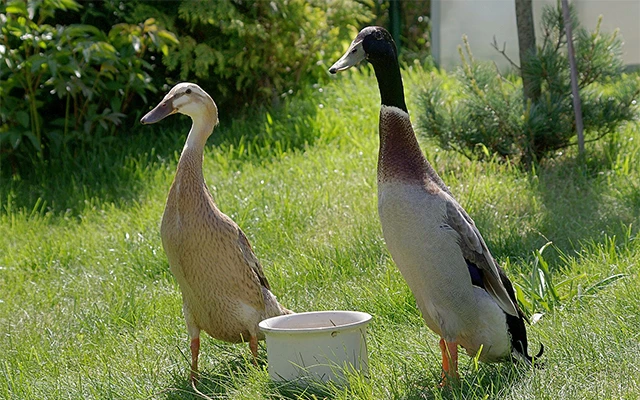 Dvě kachny stojí na trávě vedle bílé misky.