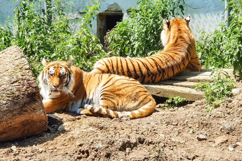 Dva tygři odpočívají v ohradě zoologické zahrady.