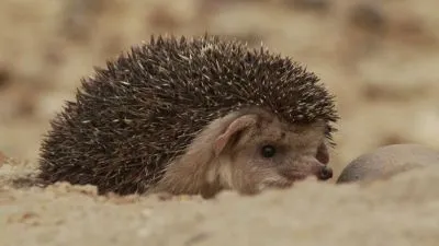 Lachtan sedící na písku s viditelnými trny.
