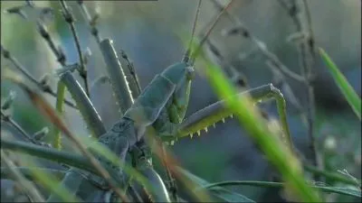 Evropský losice sedící na trávě v přírodě.