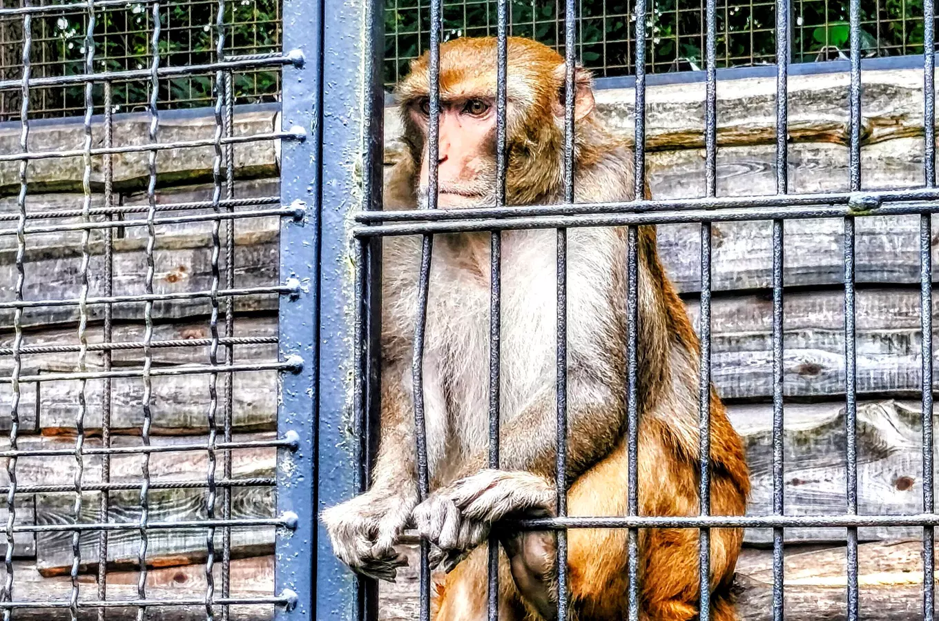 Opice sedí v kleci ve zoo.