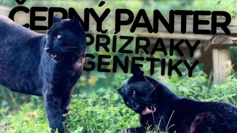 Dva černí panterové v přírodě s textem ČERNÝ PANTER PRÍZRAKY GENETIKY