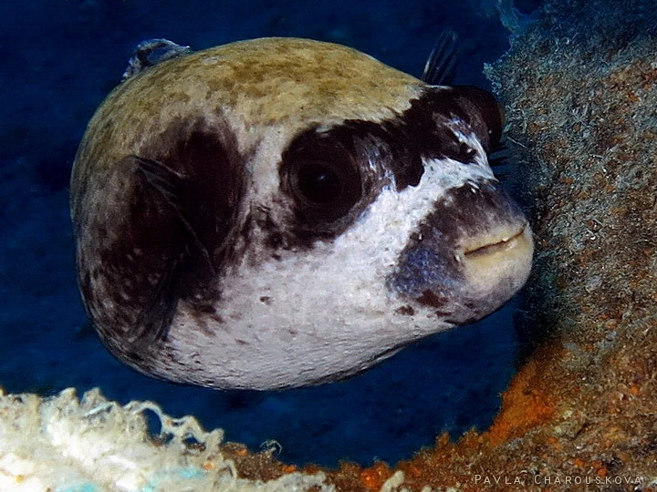 Blízky pohled na nafouknutého rybu v moři.