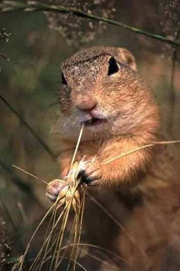 Ground squirrel eating grass