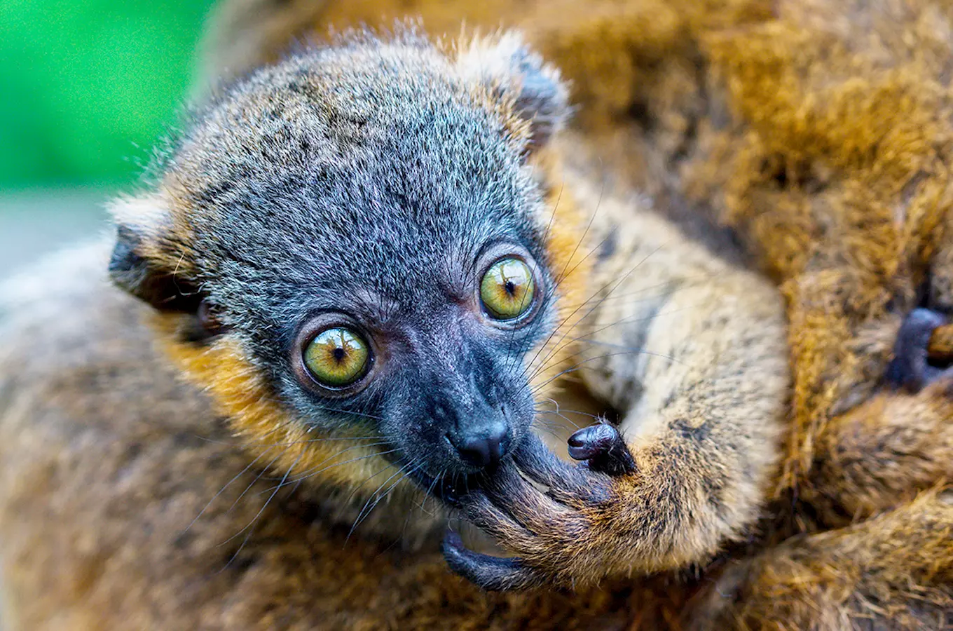 Detailní fotografie lемуra s velkýma očima v zoo.