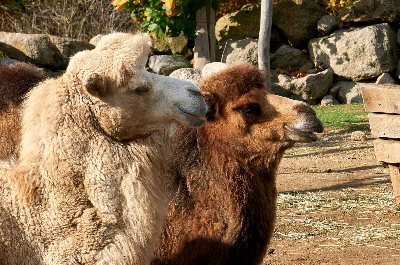 Dva velbloudi stojí vedle sebe v areálu zoo.