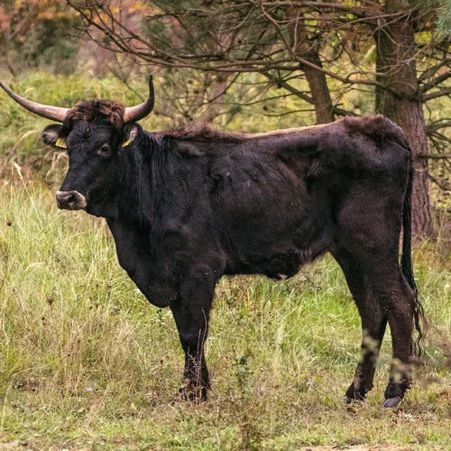 Černý býk s rohy stojí na trávníku v přírodě.