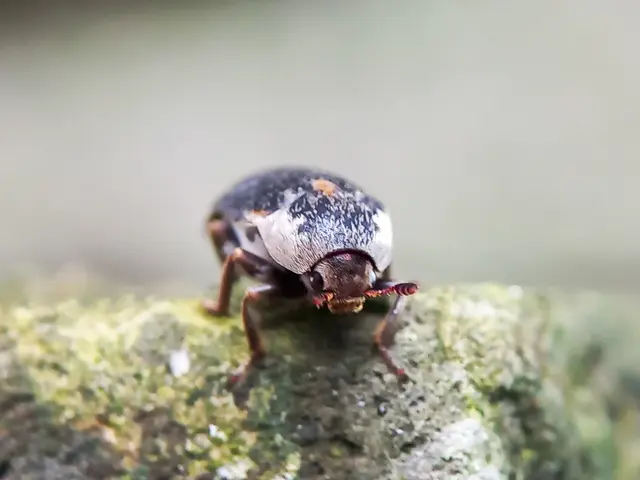 Kožojed (dermestes) sedící na mechu.