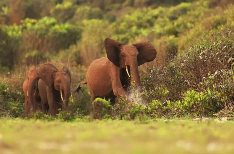 Dva africké sloni chodící po savaně v přírodě.