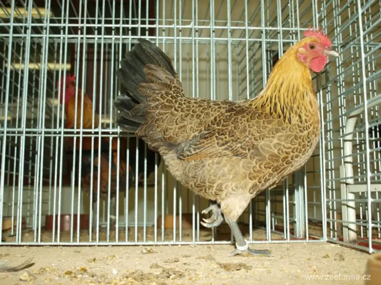 Česká zlatá kropenka v kleci s typickým vzorem peří.
