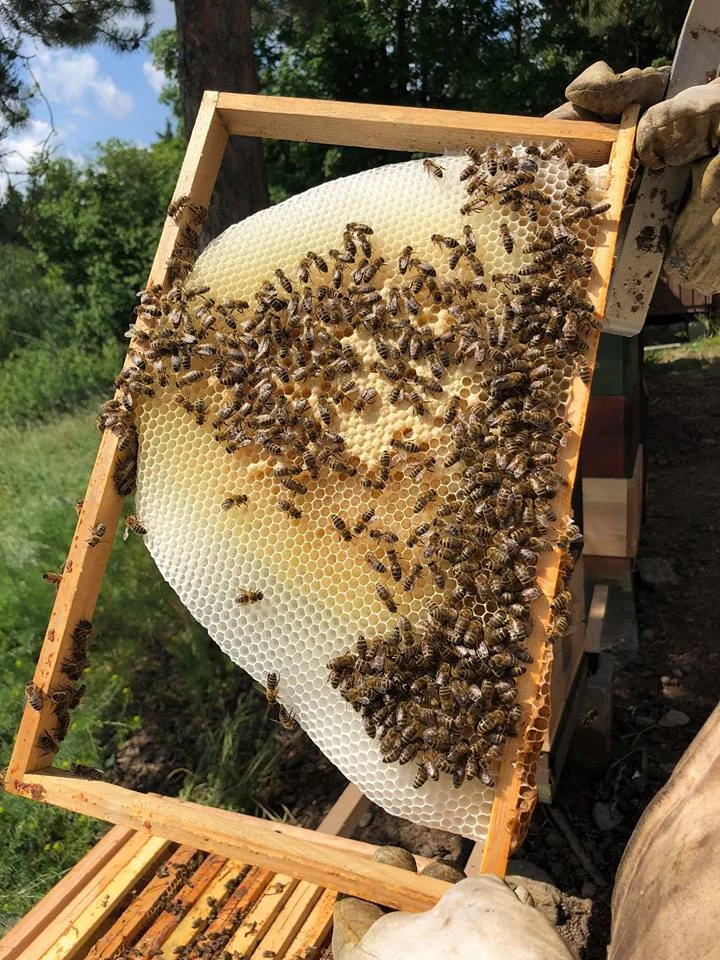 Rám včelího úlku s medonosnými včely na čerstvém voskovém plástu.