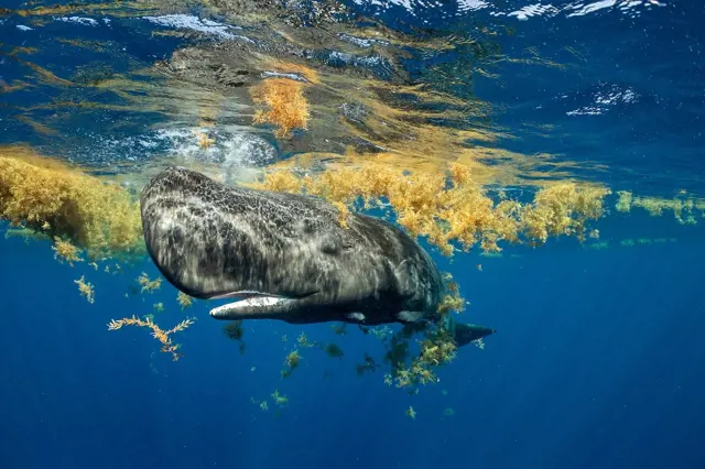 Velryba plaví pod vodou mezi řasami v oceánu.