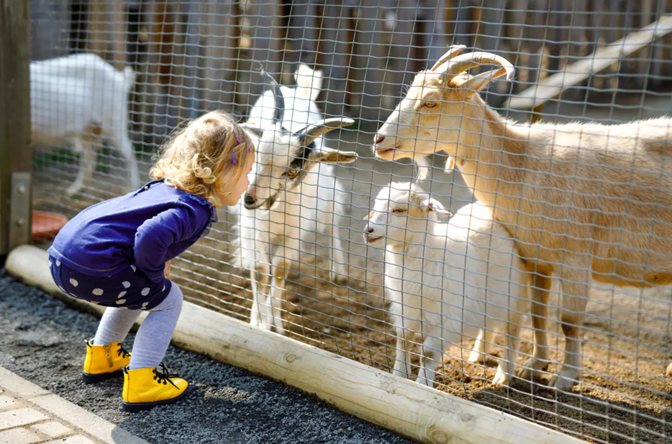 Děvčíní se podívá na kozy v kontaktní zoo.