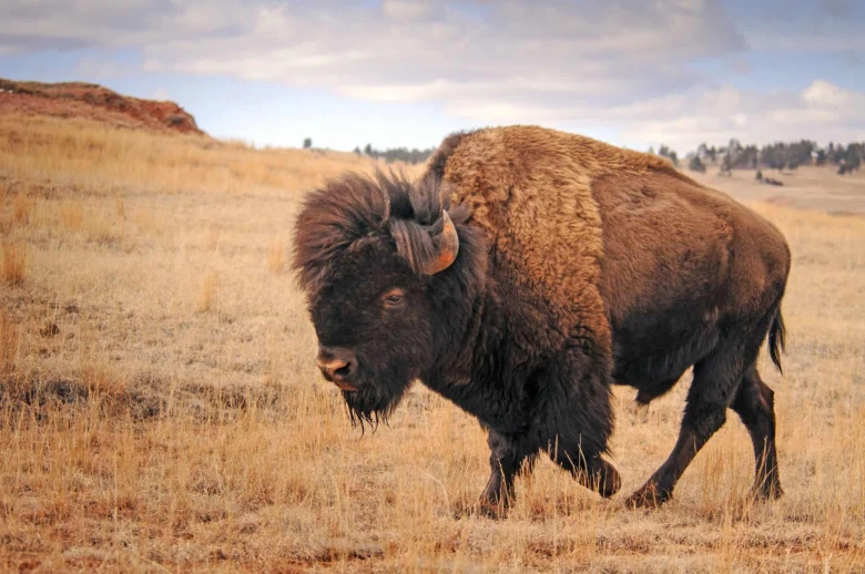Americký bizon (tatanka) kráčí po suché travnaté plošině.