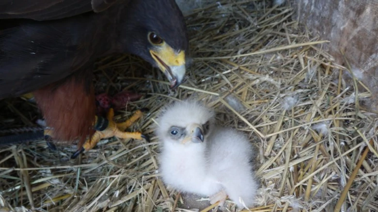 Harris's hawk and chick