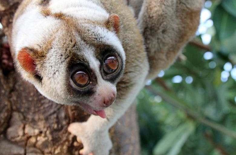 Pomalý loris se drží kmen stromu s velkýma očima.