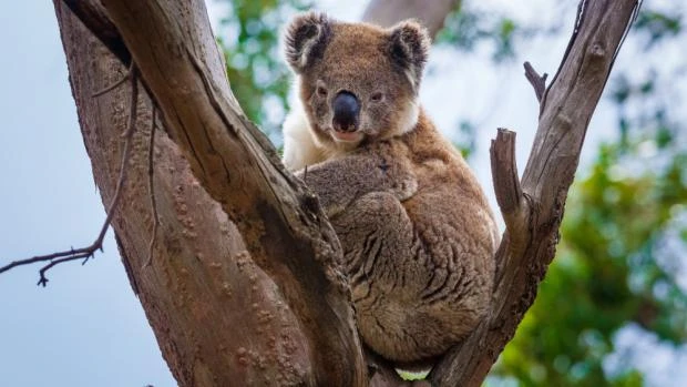 Koala sedící na větvích eukalyptu v přírodě.