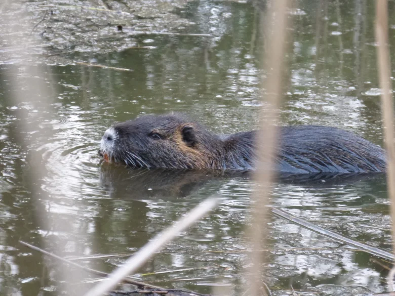 Nutrie říční plavoucí v mokřadu s rostlinami