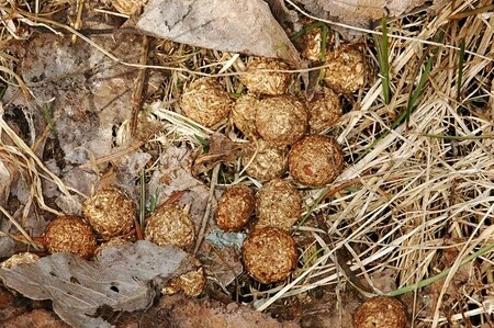 Hnědé trusiny zajíce ležící na suchém listí a trávě.