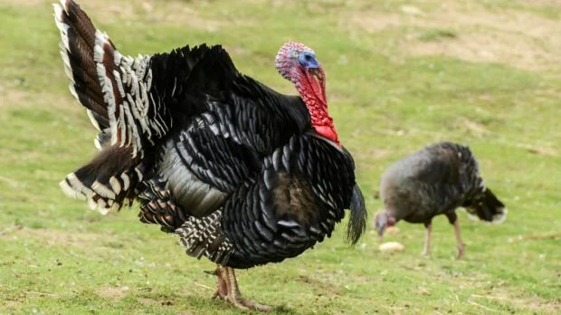 Samec krocan se rozvíjí peří na trávníku s druhým ptákem v pozadí.
