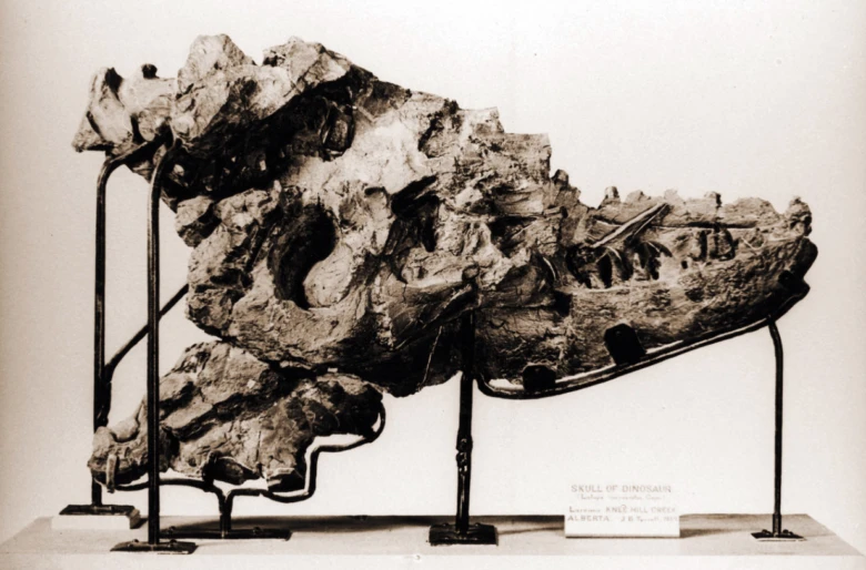 Sklenice lebky dinosaura Alberta na výstavním podstavci.