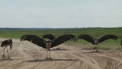 Čápi s roztaženými křídly na prachové cestě v přírodě