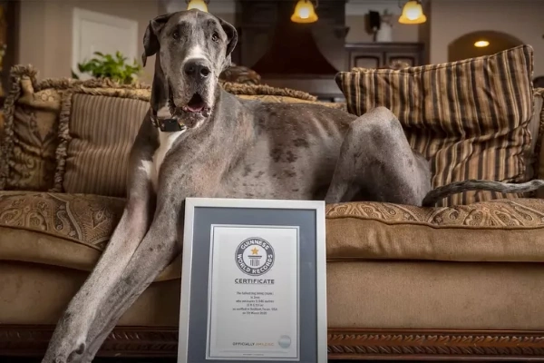 Velký anglický pes s certifikátem pro nejvyššího psa na světě.