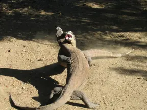 Komodský varan v boji s druhým jedincem na písku.