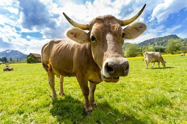 Hnědá kráva stojí na zelené trávě pod modrou oblohou.