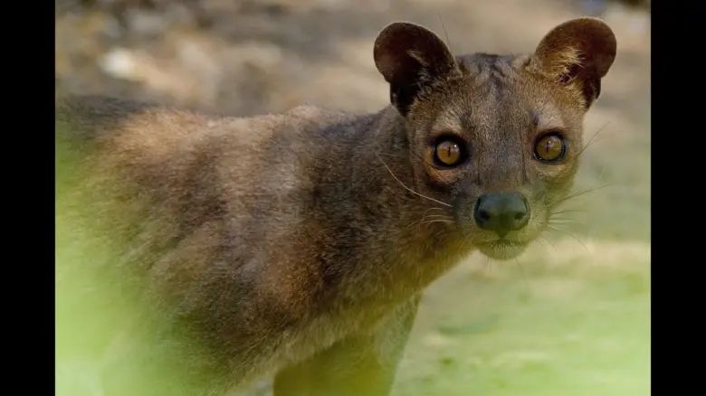 Fosa, africký šelma s tmavou srstí a velkými očima.