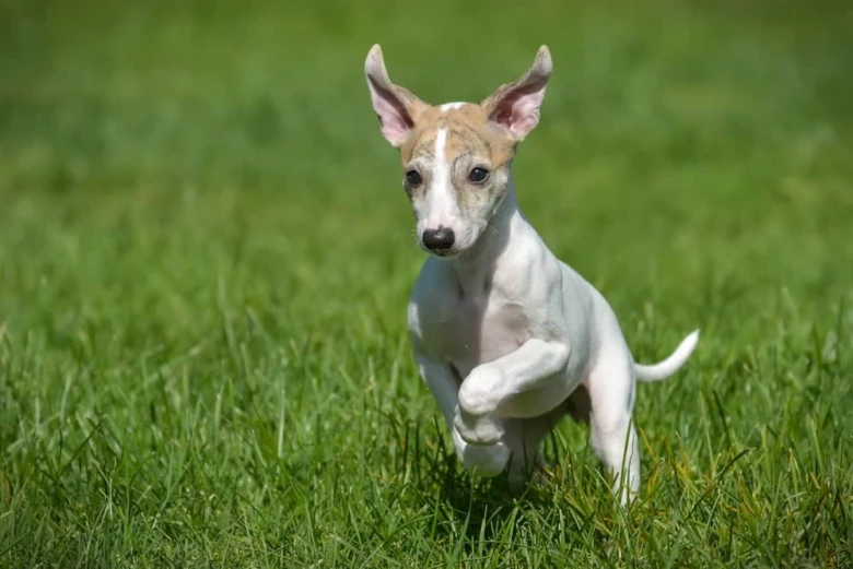 Malý běžecký pes whippet v trávě.
