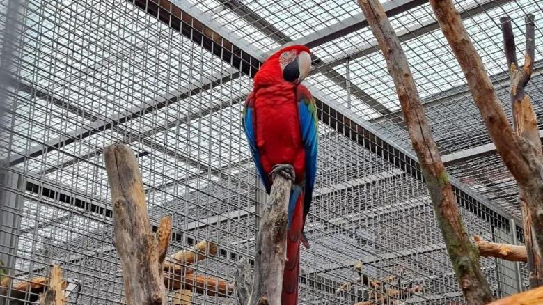 Květnatý papoušek sedí na větvu v kleci zoologické zahrady.