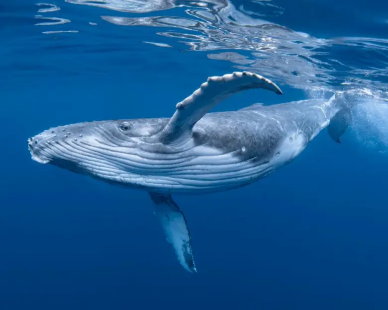 Humpback velryba plaví pod vodou s vytaženým křídlem.