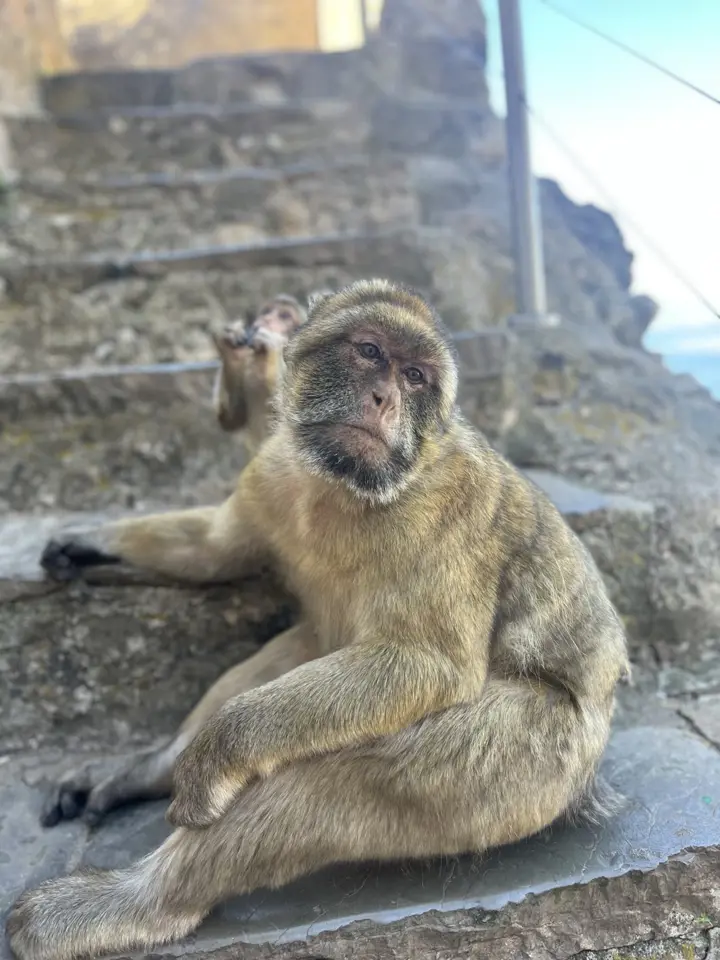 Barbáří opice sedí na kamenných schodech v Gibraltaru.