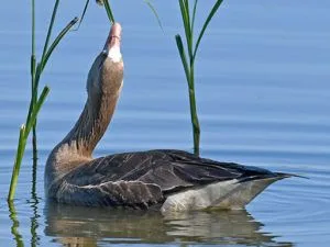 Divoká husa plaví v klidné vodě mezi rákosím.