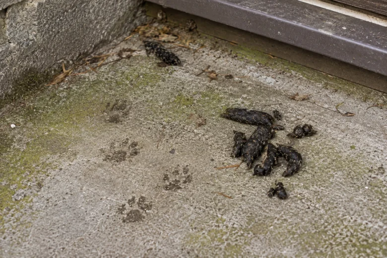 Trus ježka se stopami na betonu u zdi.