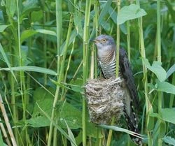 Kukačka sedí na svém hnízdě mezi zelenou vegetací.