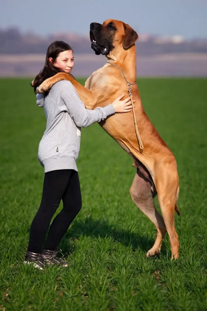 Dívka objímá velkého psa rasy anglický mastín na louce.