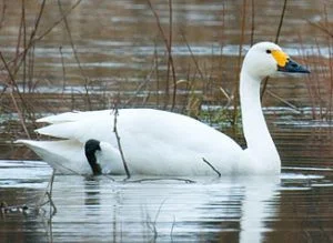 Bílá labuť plave na vodě mezi holými trsy rostlin.