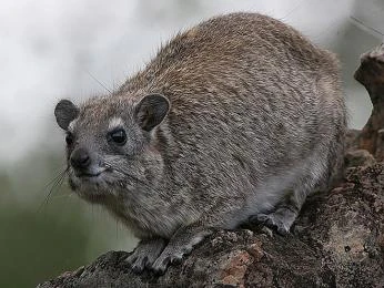 Foto divokého damana sedícího na větví v přírodě.