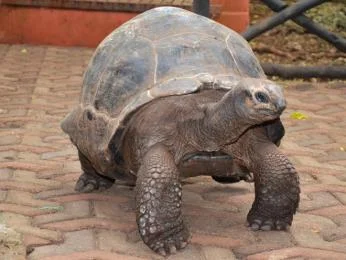 Velká želva obrovská chodící po dlažbě venku.