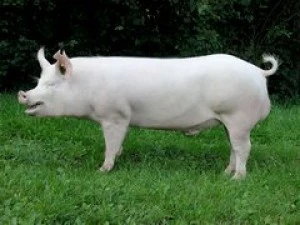 Bílé prasátko plemene Duroc stojící na trávě.