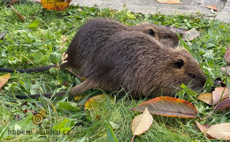 Dvě nutri se živí v trávě mezi podzimními listy.