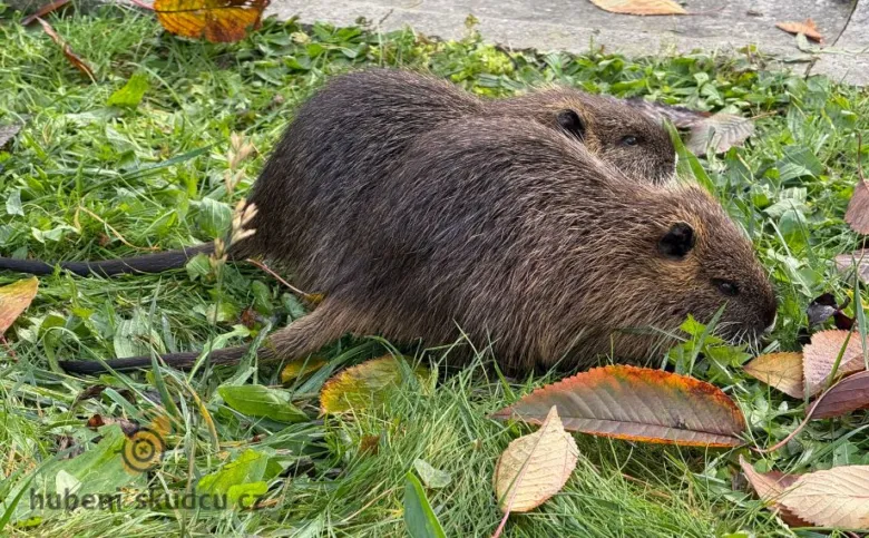 Dvě nutri se živí v trávě s podzimními listy.