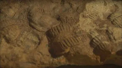 Fosilie trilobita v hornině - prehistorické mořské stvoření