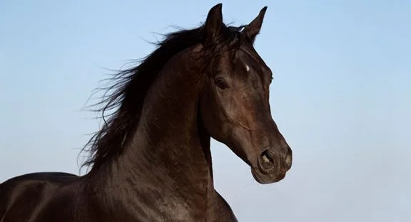 Portrét hlavy hnědého koně Arabského plnokrevníka